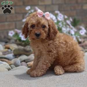 Hailey, Mini Goldendoodle Puppy
